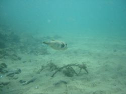 Relaxed Puffer by Michelle Winstanley 